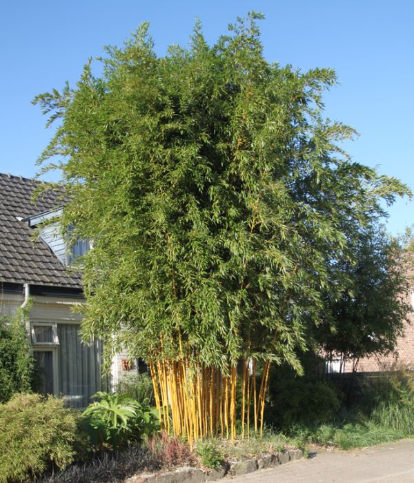 Phyllostachys aureosulcata 'Aureocaulis'