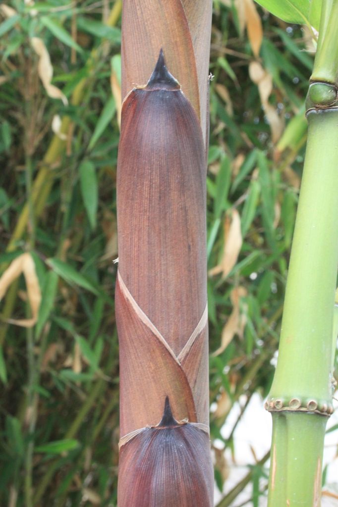 Phyllostachys incarnata
