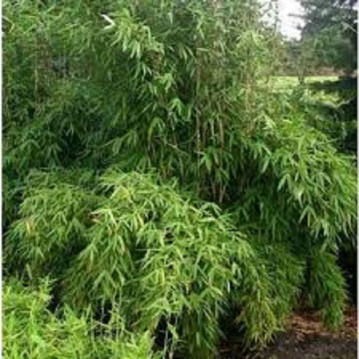 Fargesia 'Obelisk'®