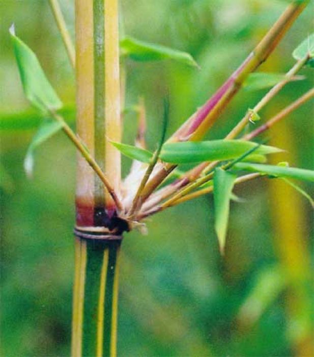 Bambusa multiplex 'Alfons Karr'