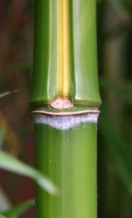 Phyllostachys bambusoides 'Castilloni-inversa'