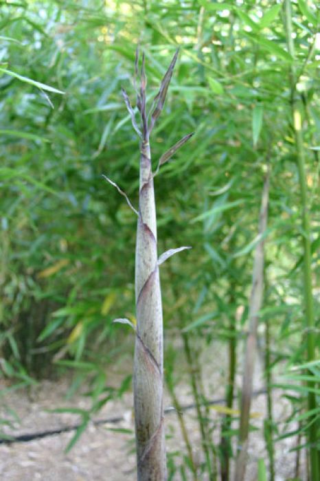 Phyllostachys praecox 'Yellow Fire'