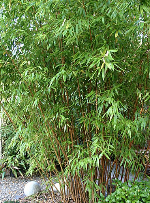 Phyllostachys bambusoides 'Holochrysa'