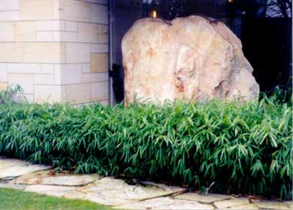 Pleioblastus chino 'Pumilus'