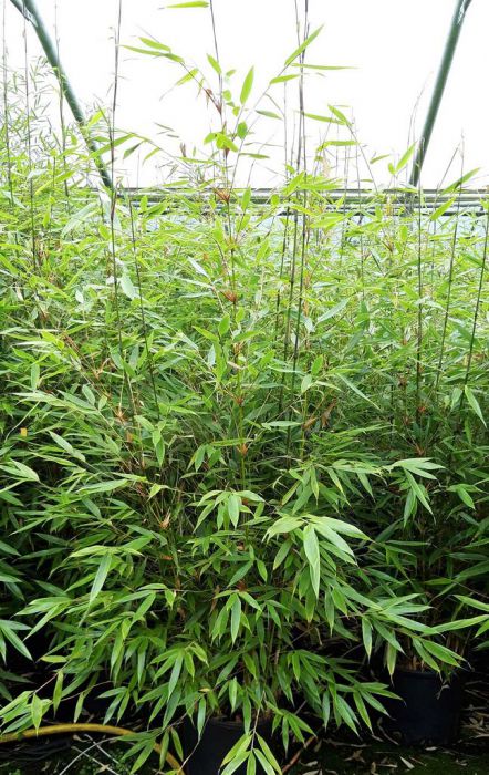 Fargesia 'Malachite Monkeys'®