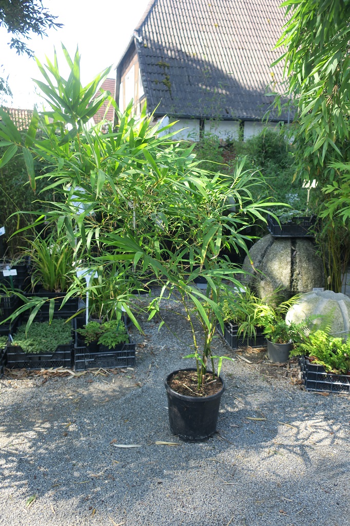 Bambusa vulgaris 'Wamin'
