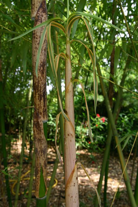 Phyllostachys angusta