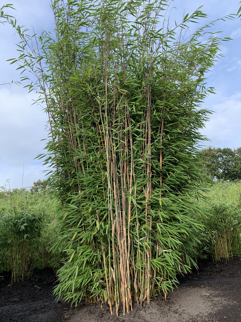 Fargesia 'Windweaver'®