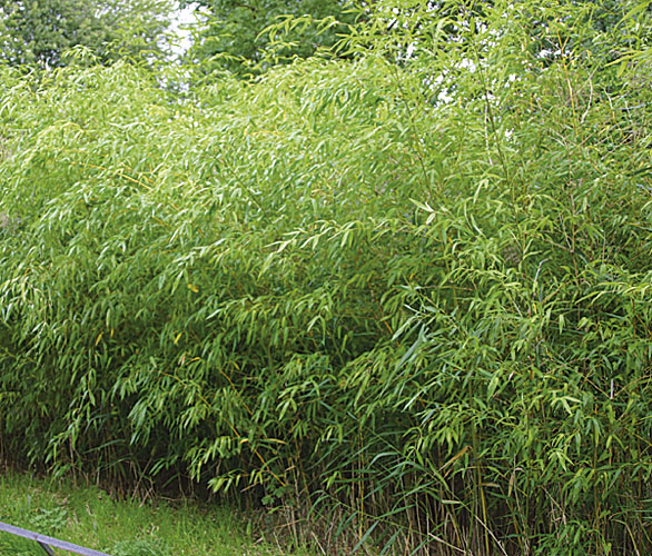 Phyllostachys flexuosa
