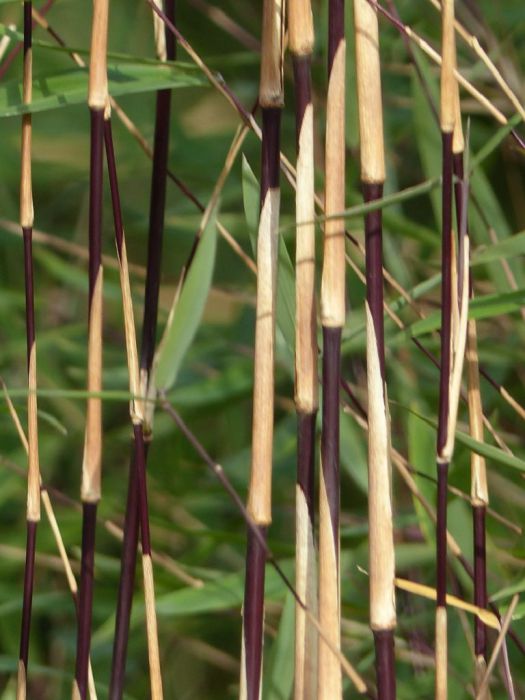 Fargesia Jiuzhaigou-'Deep Purple'