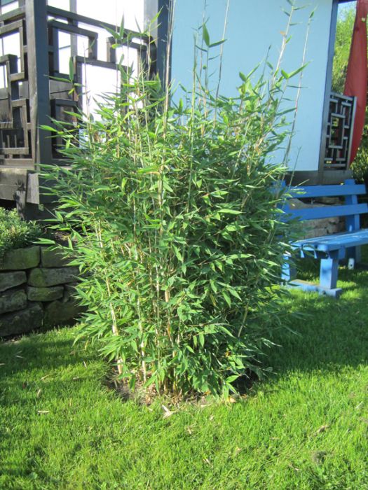 Fargesia 'Blue Lizard'®