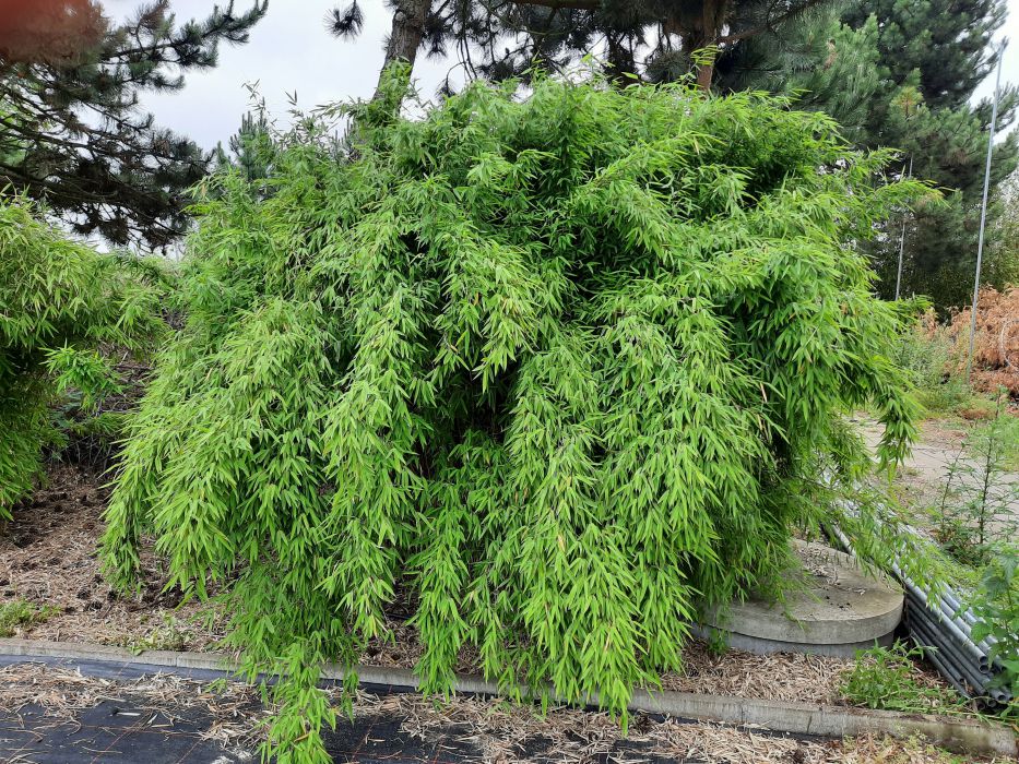 Fargesia nitida 'Volcano'