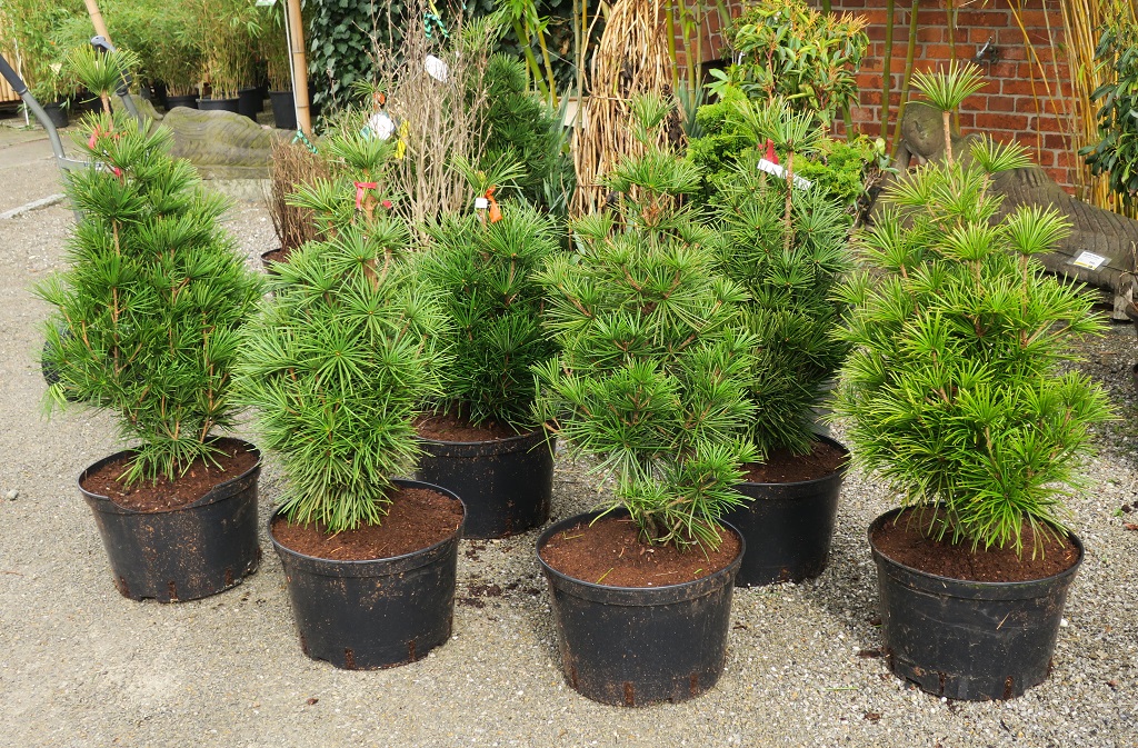 Sciadopitys verticillata