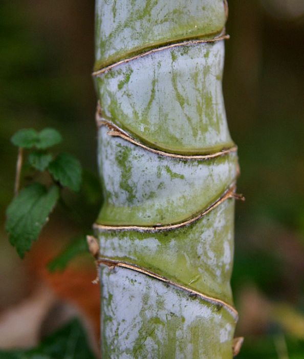 Phyllostachys aurea