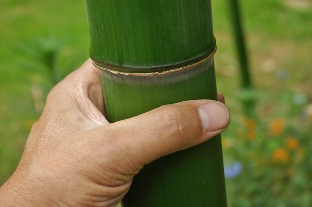 Phyllostachys vivax 'Shanghai'