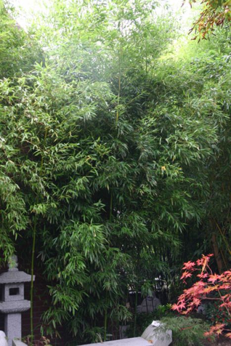 Phyllostachys arcana 'Luteosulcata'