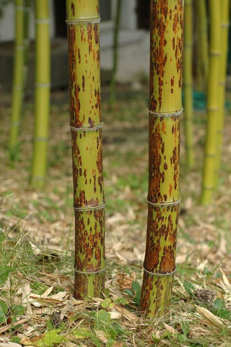 Phyllostachys nigra 'Boryana'