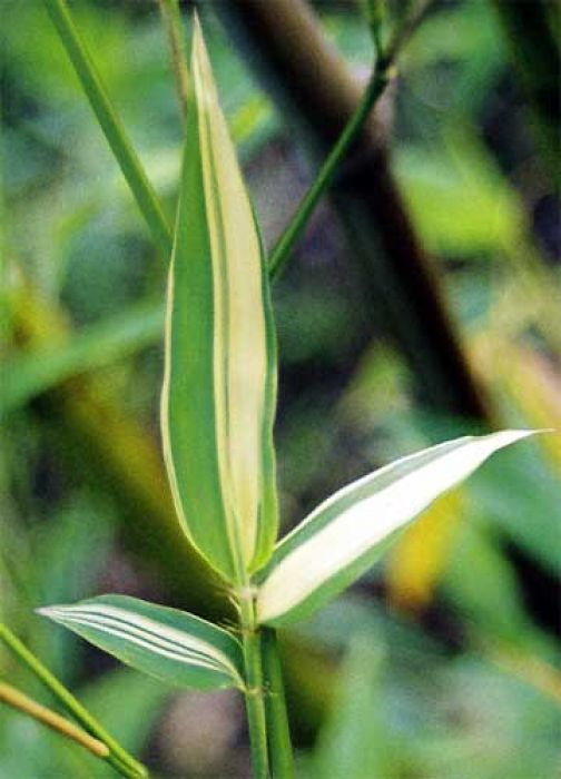 Phyllostachys bambusoides 'Albovariegata'