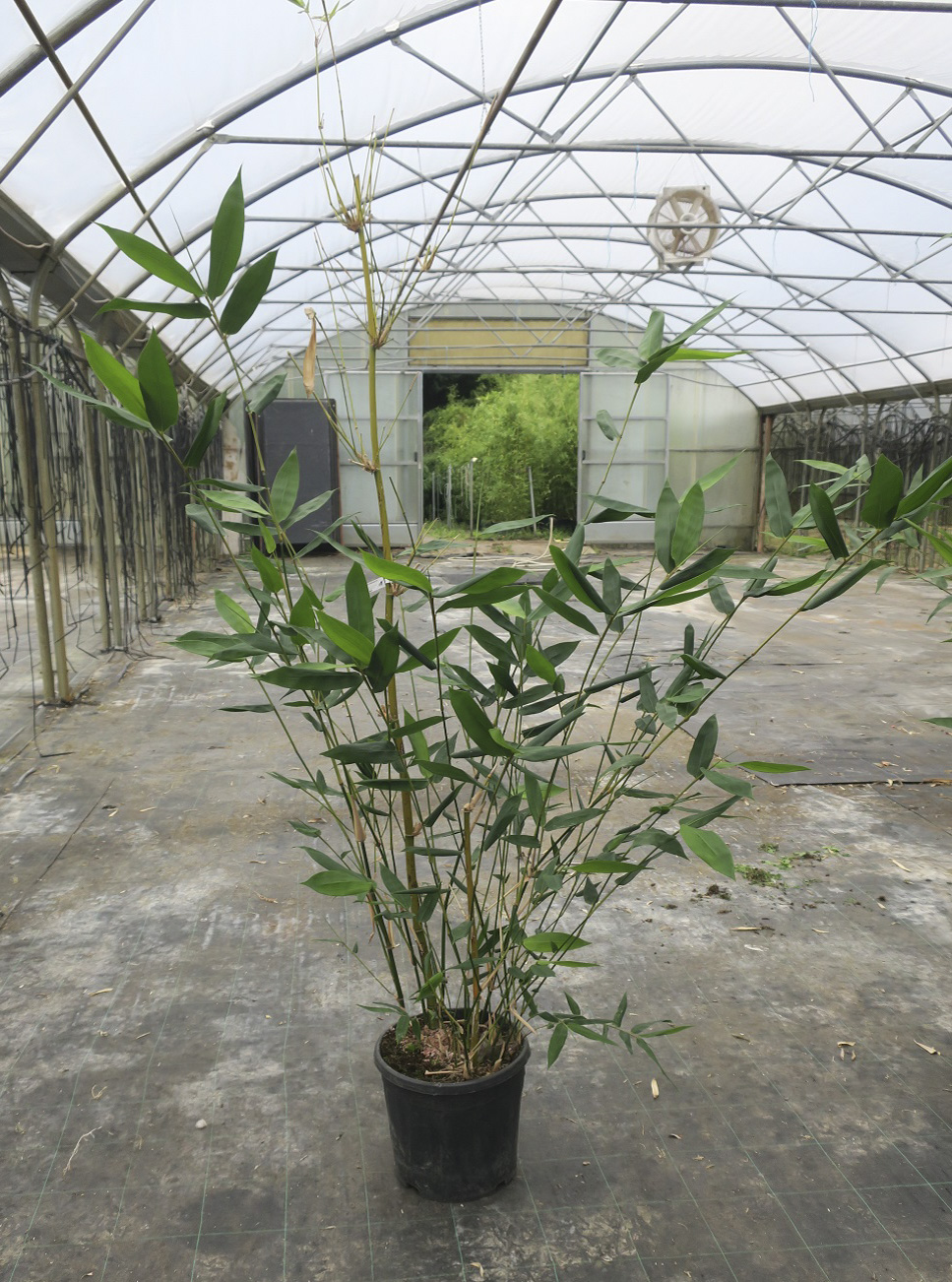 Bambusa oldhamii
