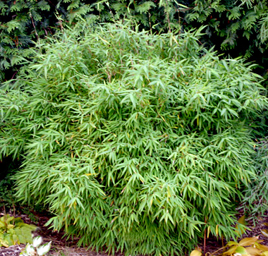 Fargesia murielae 'Bimbo' ® (Gartenbambus)