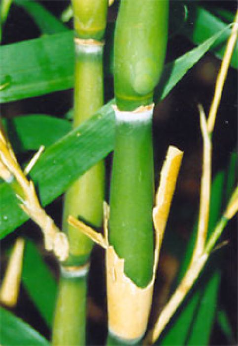 Pseudosasa japonica 'Tsutsumiana'