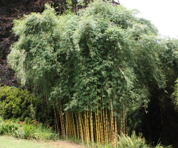 Chusquea gigantea Syn. breviglumis