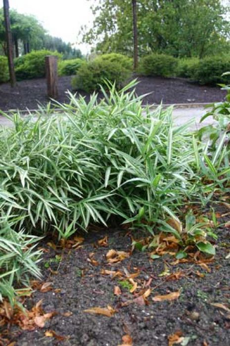 Pleioblastus simonii 'Heterophyllus'