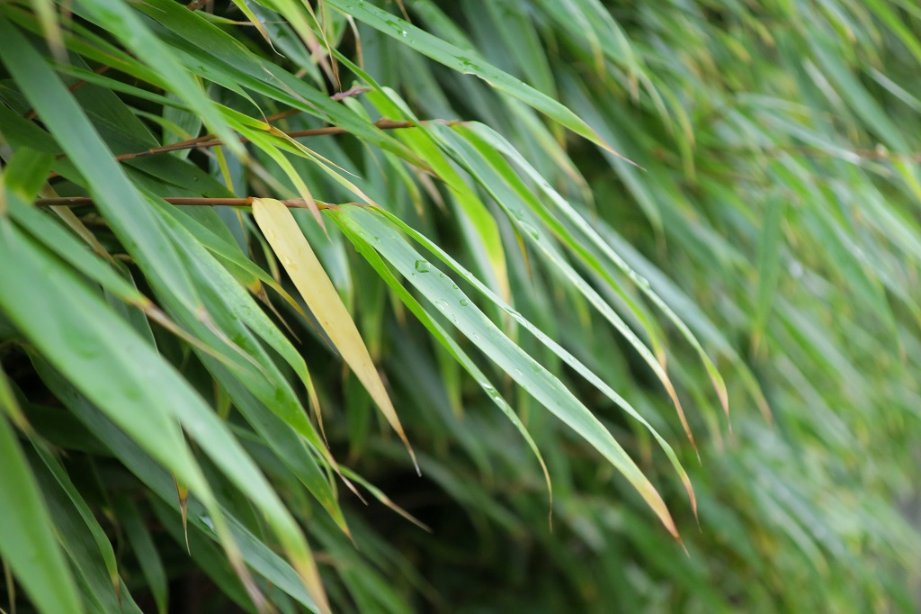 Einzelnes gelbes Blatt bei Fargesia rufa
