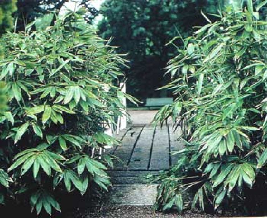 Sasa palmata 'Nebulosa'