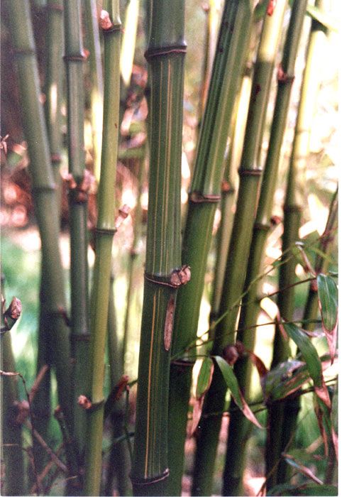 Phyllostachys bambusoides 'Kawadana'