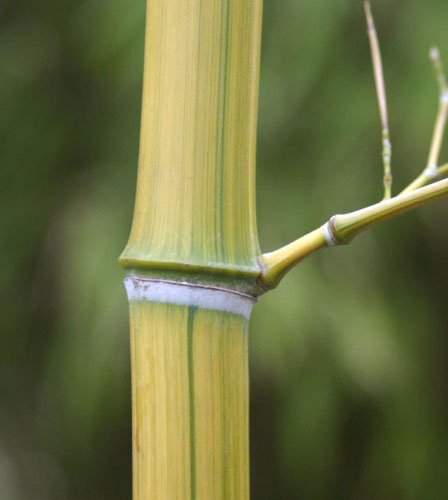Phyllostachys aureosulcata 'Harbin-inversa'