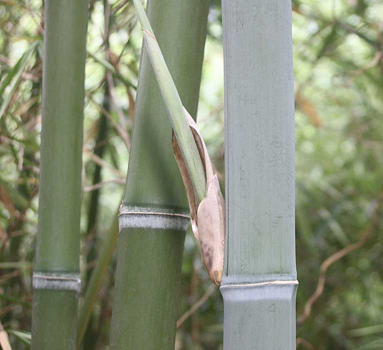Phyllostachys sulphurea 'Viridis'