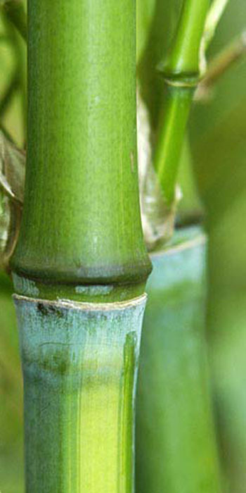 Phyllostachys aurea 'Flavescens-inversa'