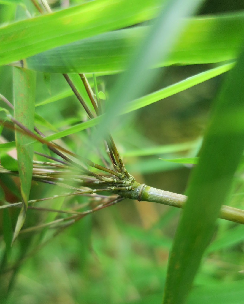 Fargesia 'Jiuzhaigou 1' - horstig