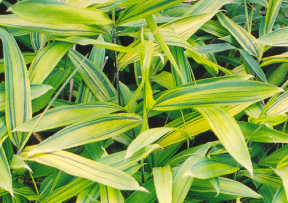 Pleioblastus viridistriatus Syn. auricoma