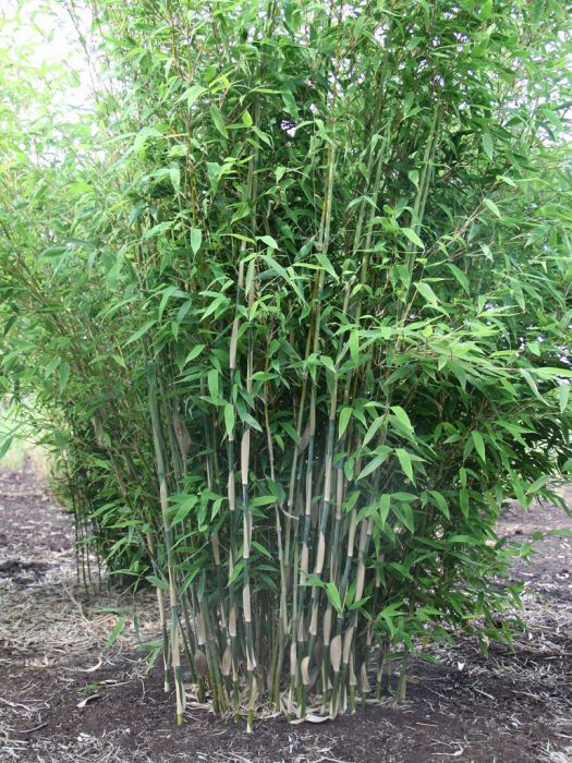 Fargesia 'Dragon King'®