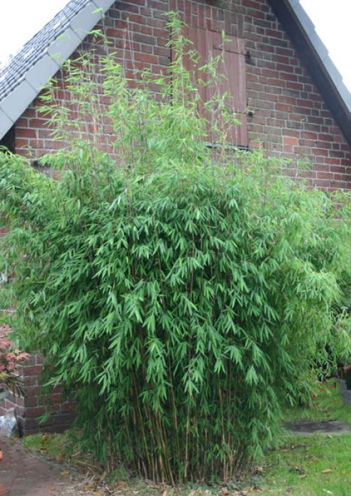 Fargesia Spez. 'Jiuzhaigou 1' - Jade Bambus Original - ®