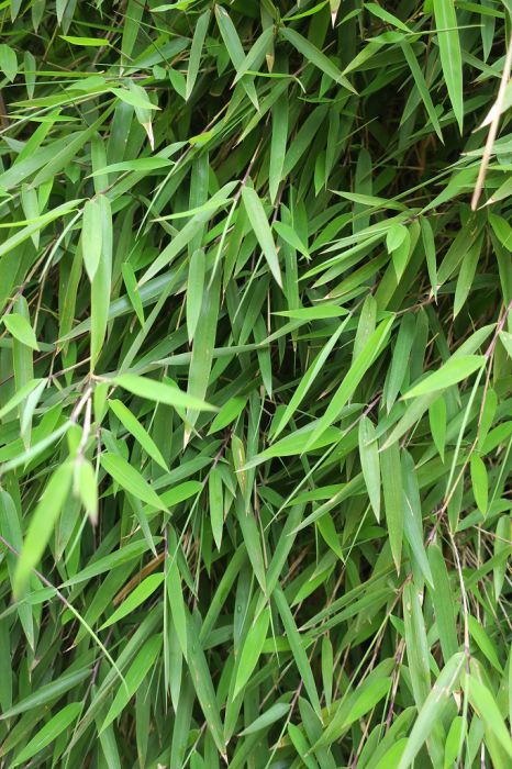 Fargesia nitida 'Grüne Wand'