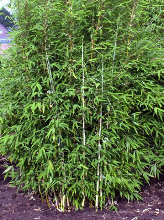 Fargesia 'Green Lion' ®