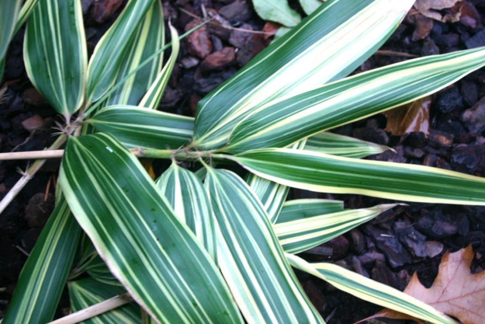 Hibanobambusa tranquillans Shiroshima