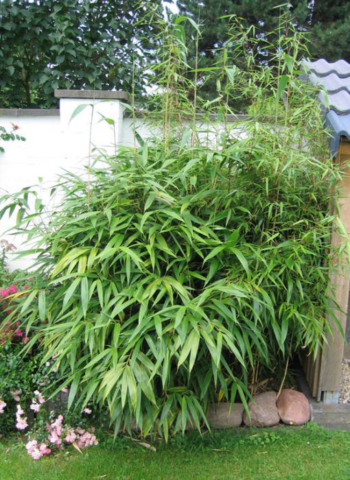 Pseudosasa japonica