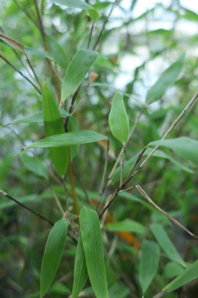 Fargesia murielae x nitida 'Da Wei'