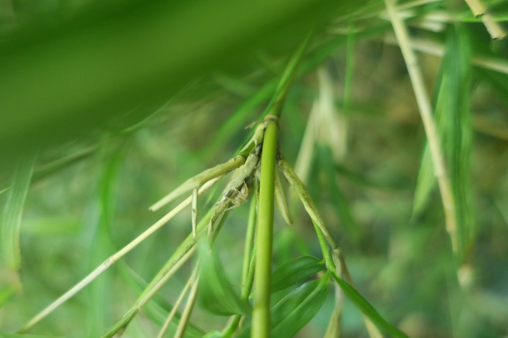 Pleioblastus chino 'Elegantissima' - Ausläufer