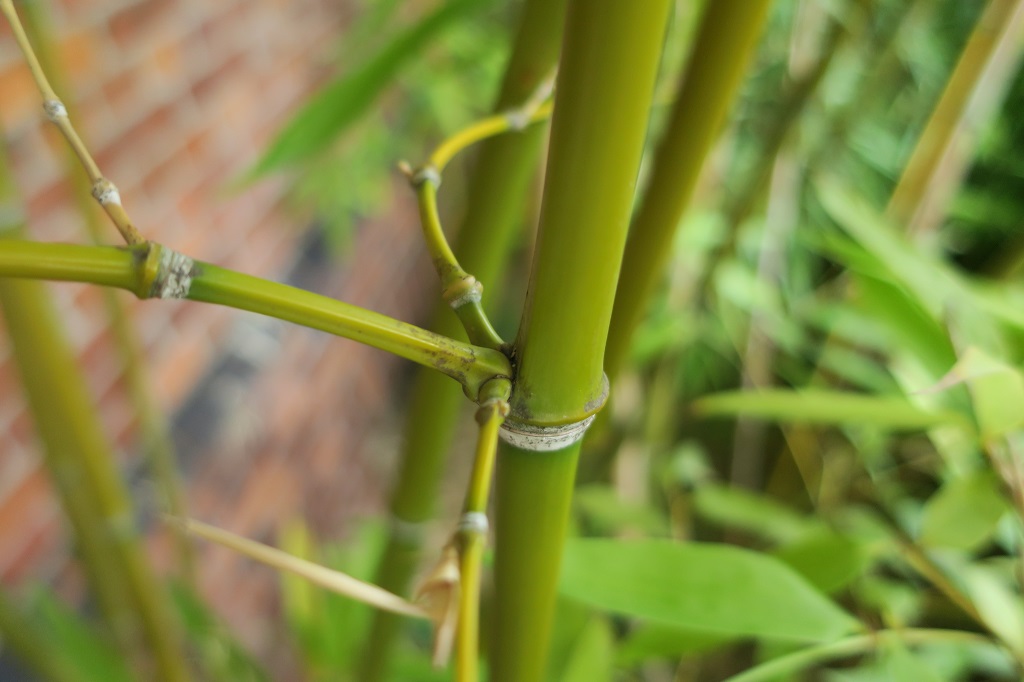 Phyllostchys aureosulcata Klon ABS - Ausläufer