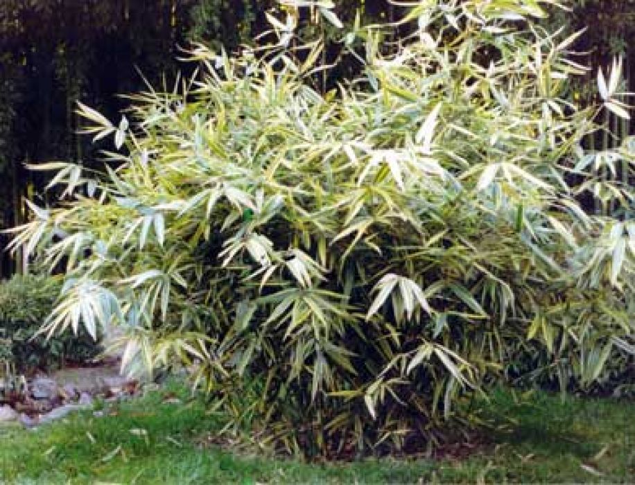 Hibanobambusa tranquillans 'Shiroshima'