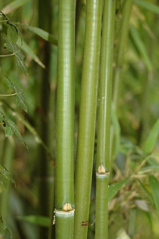 Sinobambusa rubroligula