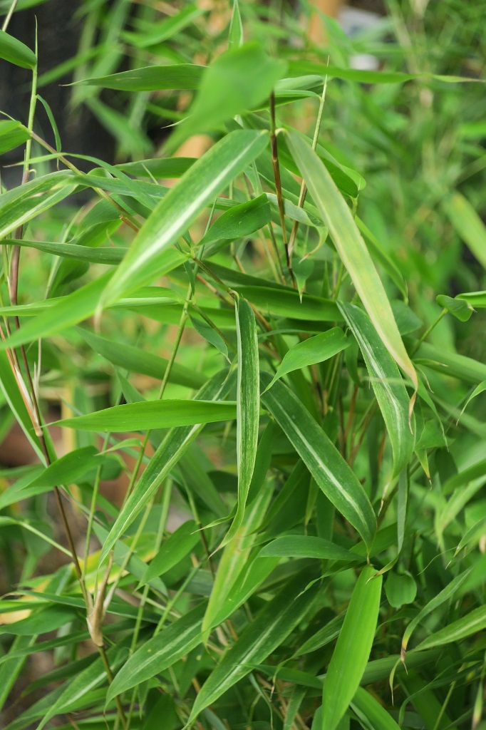 Fargesia murielae 'Feelia'