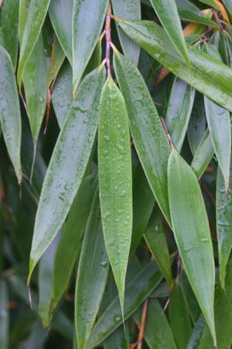 Fargesia robusta 'Big Leaves' ®