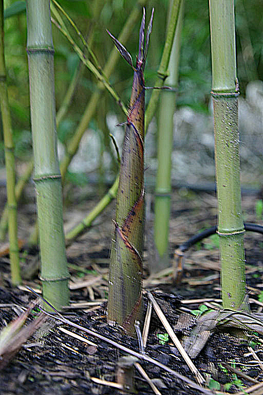 Phyllostachys kwangsiensis