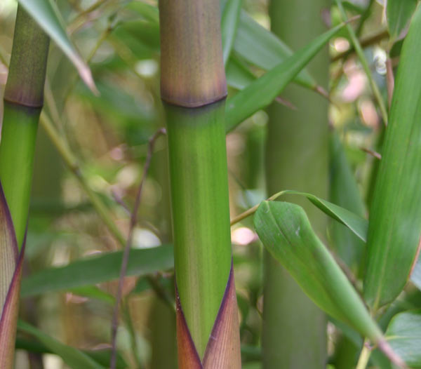 Phyllostachys decora